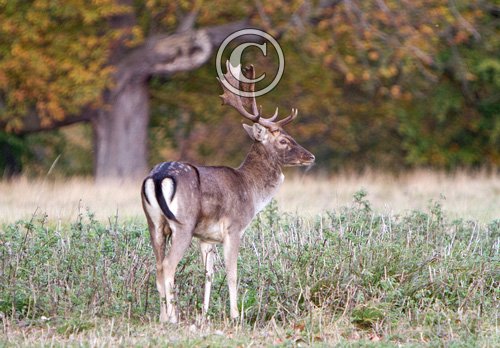 Fallow Deer Buck DM1279